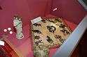 Mostra Museo (13)